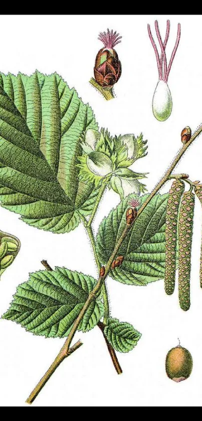 Vintage botanical illustration of green leaves with intricate details.