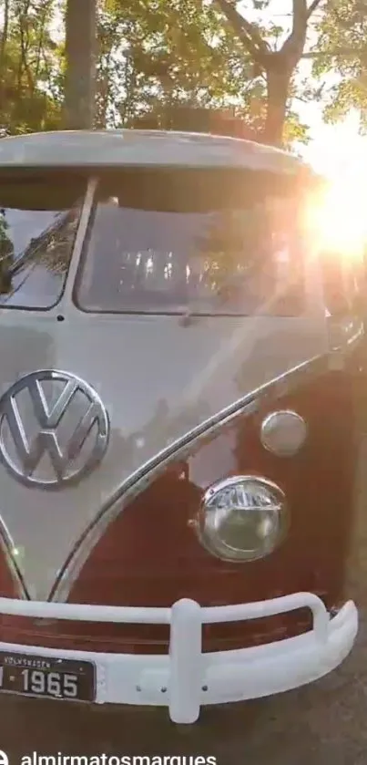 Vintage 1965 Volkswagen camper van in sunlit surroundings.