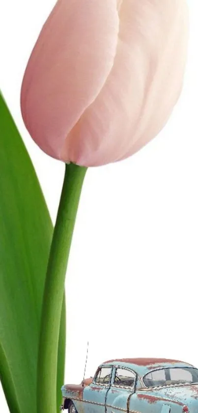 Mobile wallpaper featuring a pink tulip and a vintage blue car on a white background.