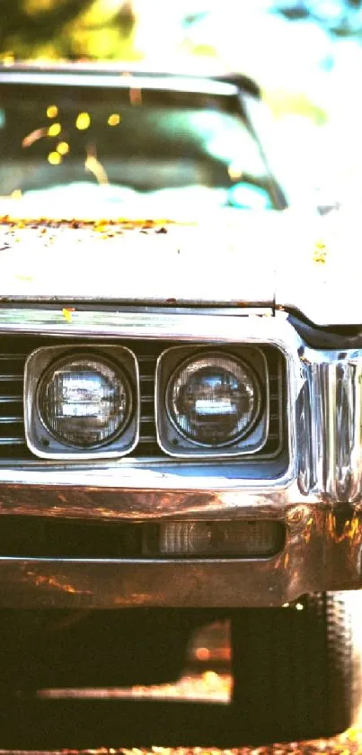 Front view of vintage car with autumn leaves and sunlight.