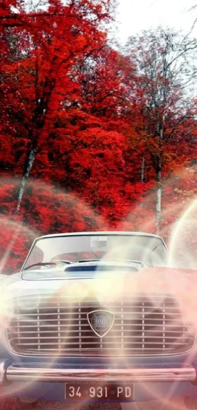 Vintage car in vibrant autumn forest with red foliage.