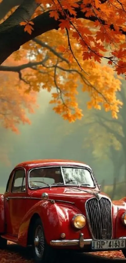 Vintage red car under autumn leaves with an orange hue.