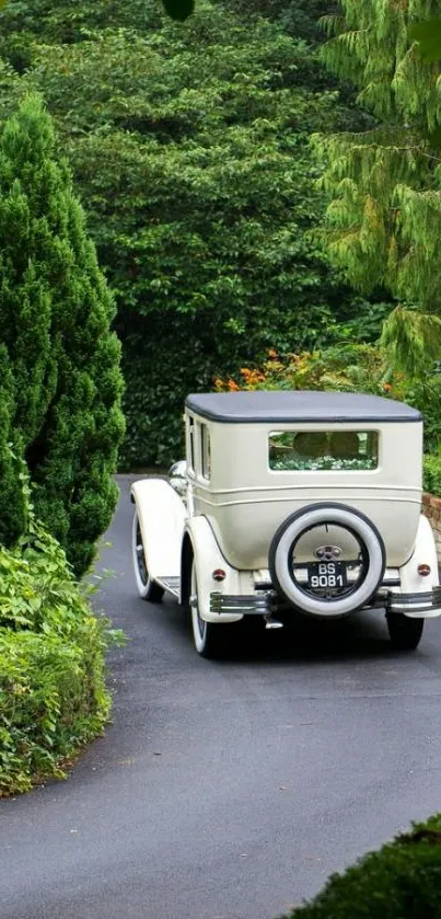 Vintage car on winding road amidst lush green forest.