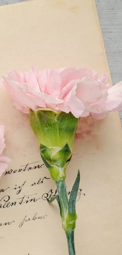 A soft pink carnation lying on vintage handwritten paper.