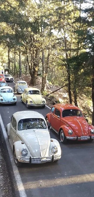Vintage cars on a forest road under autumn trees.