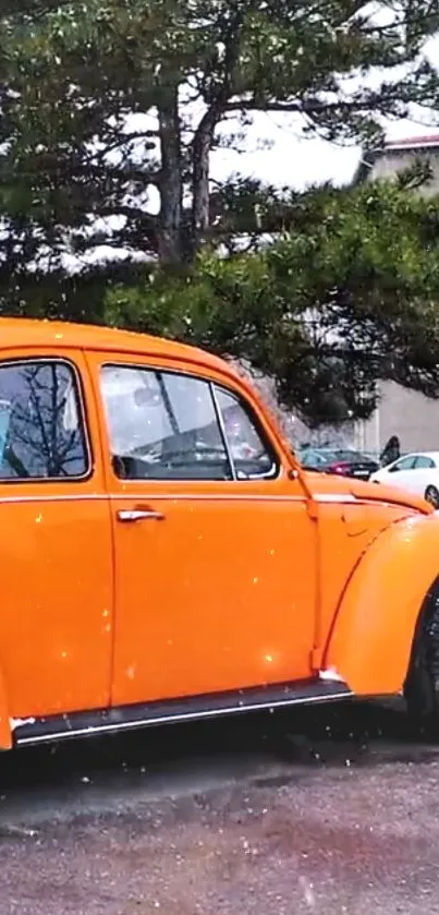 Vintage orange car parked under snowy pine trees.