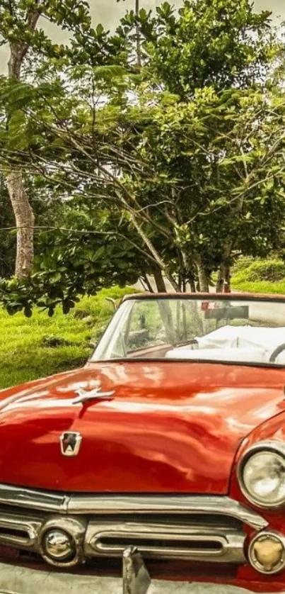 Vintage red convertible car in a lush green setting.