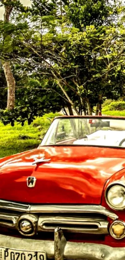 Vintage red car convertible in lush green setting.