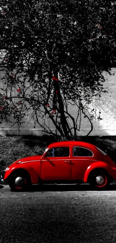 Red Beetle car parked in urban setting with black and white background.