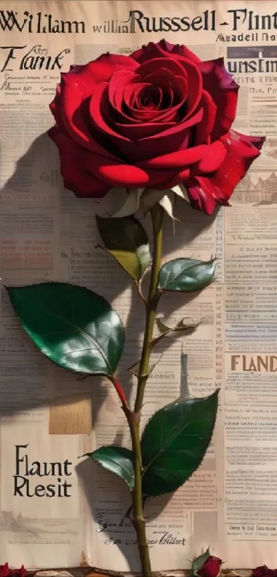 Vintage newspaper rose wallpaper with red rose and green leaves.
