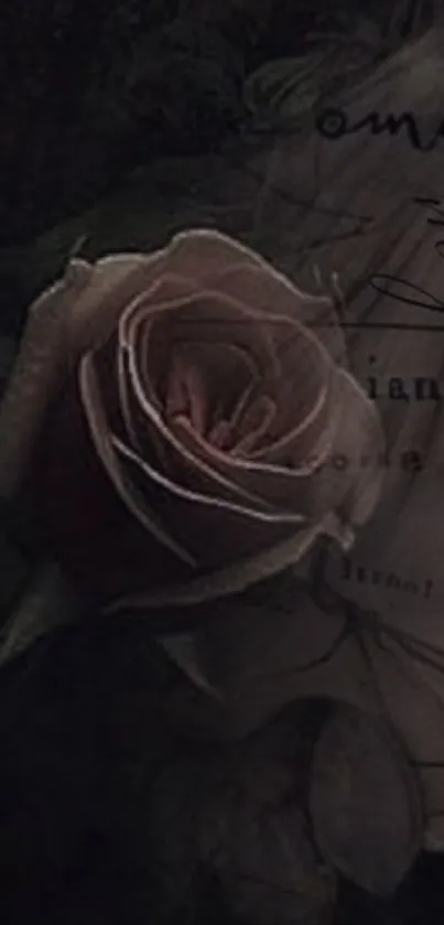 Vintage rose on a dark textured background mobile wallpaper.