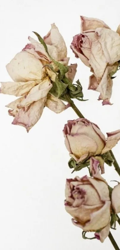 Delicate vintage roses on white background.