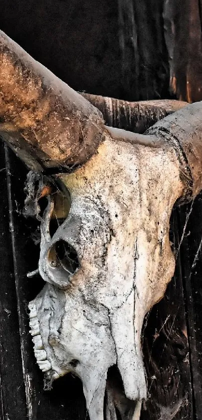Vintage skull and horns on rustic wood background.
