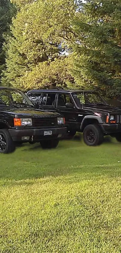 Vintage SUVs parked amid lush green trees in a serene landscape.