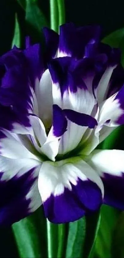 Violet and white flower with lush green leaves.