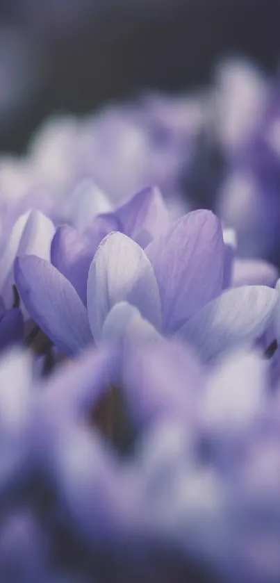 Violet flowers creating a serene, dreamy phone wallpaper.