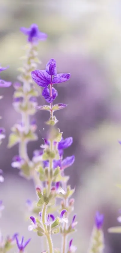 Violet flowers with blurred background on mobile wallpaper.