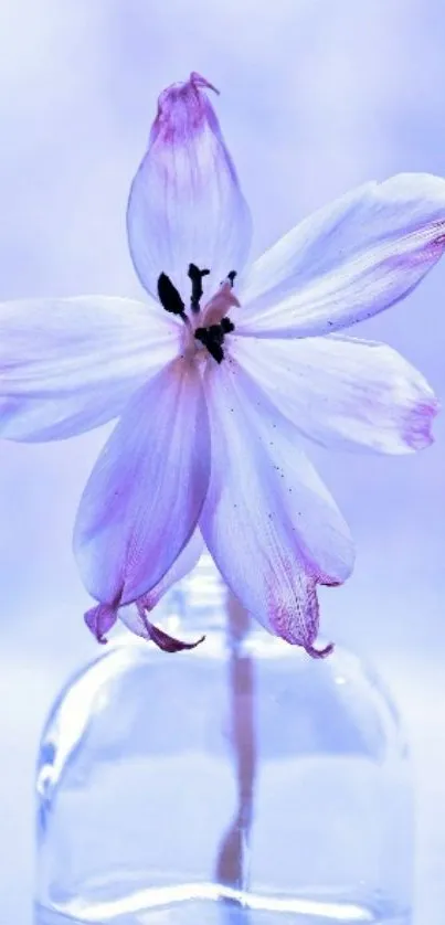 Mobile wallpaper featuring a violet flower in a glass vase with a lavender hue.