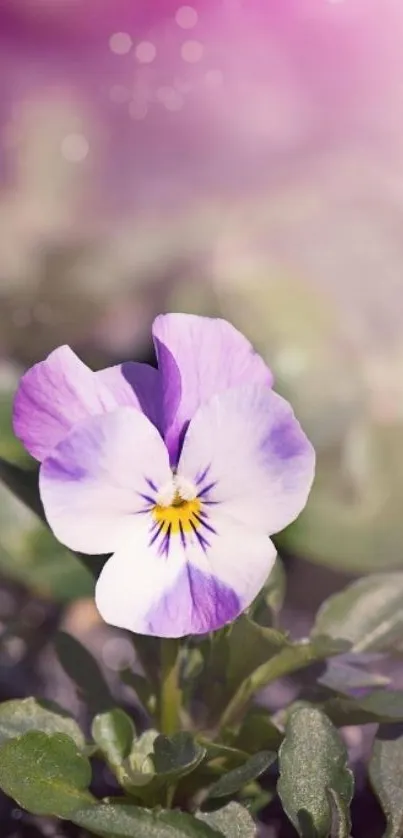 Violet flower amidst green leaves, perfect for mobile wallpaper.