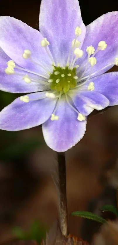 Close-up of a violet flower with soft petals.