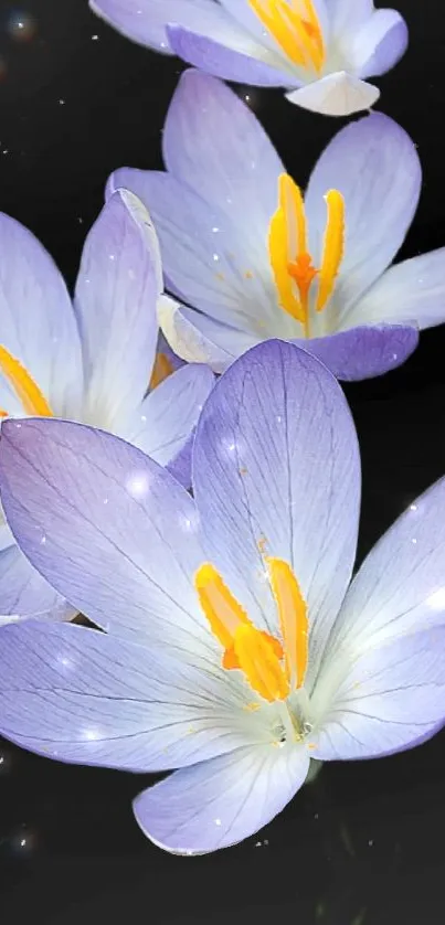 Violet flowers on a dark starry background, creating an elegant phone wallpaper.