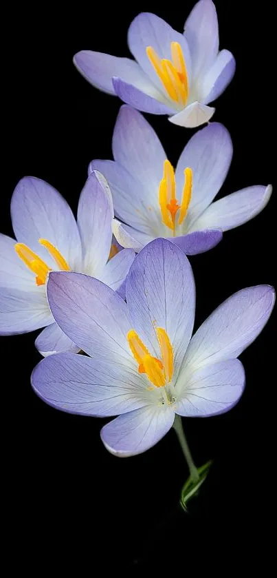 Violet flowers with yellow centers on a black background.