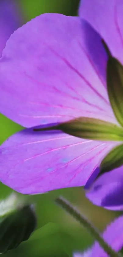 Vibrant close-up of a violet flower petal in natural setting.