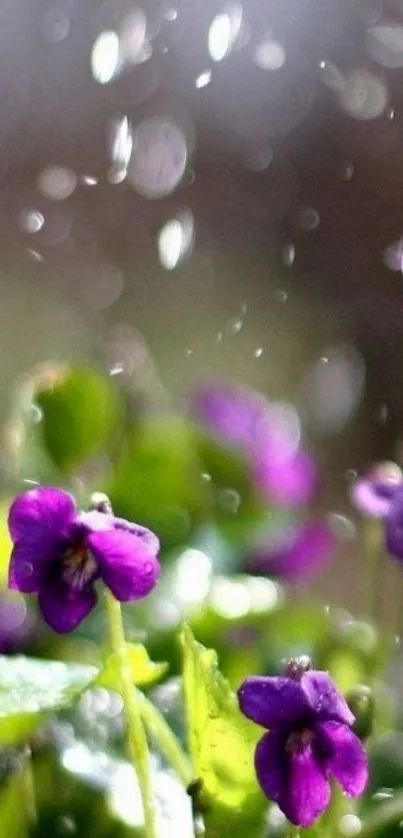 Violet flowers in rain with greenery background.