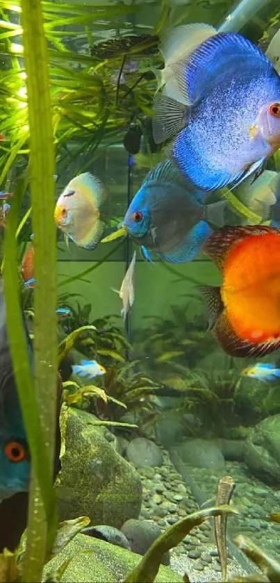 Colorful fish swimming in lush aquarium plants.