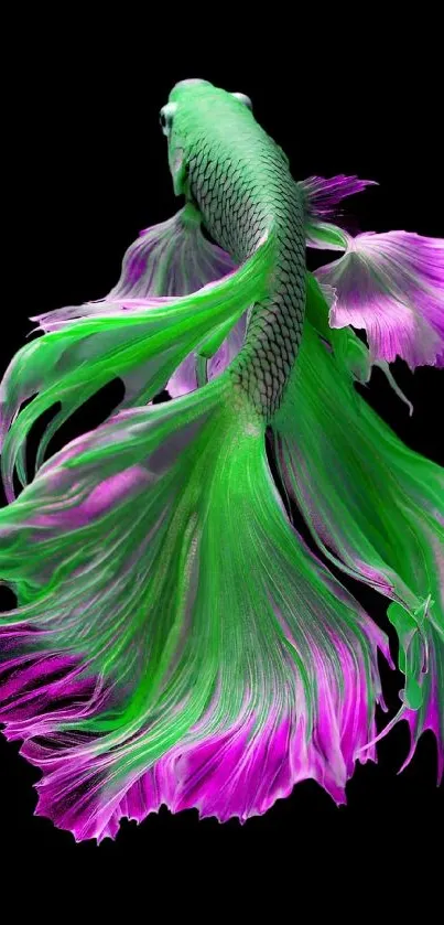 Vivid green and purple betta fish on black background.