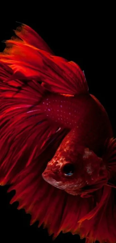 Vibrant red Betta fish on black background wallpaper.