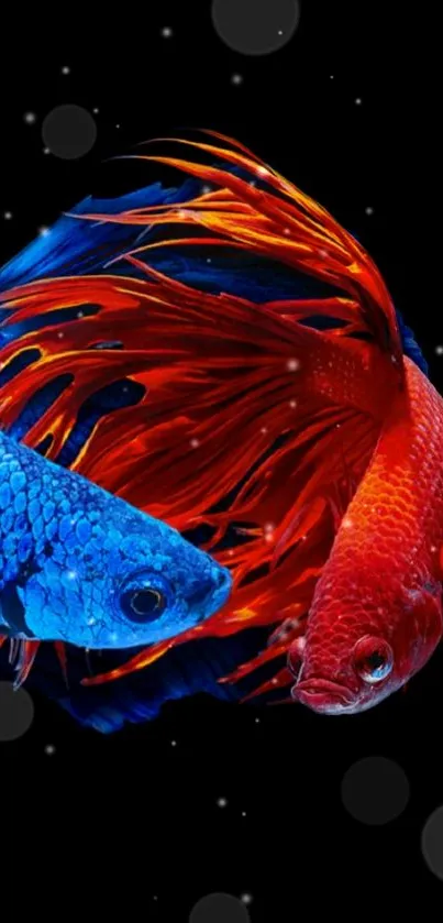 Vibrant red and blue Betta fish on a black background.