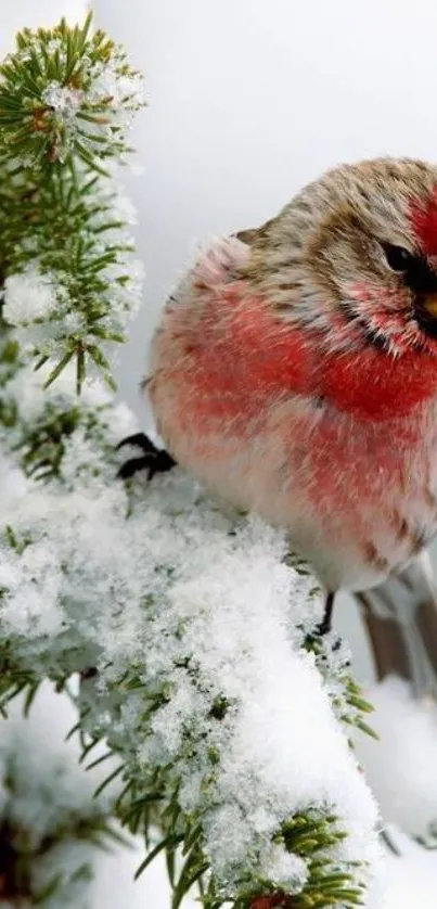 Vibrant red bird perched on snowy branch in winter.