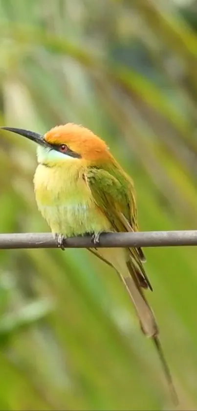 Vibrant bird perched on a branch in lush greenery.