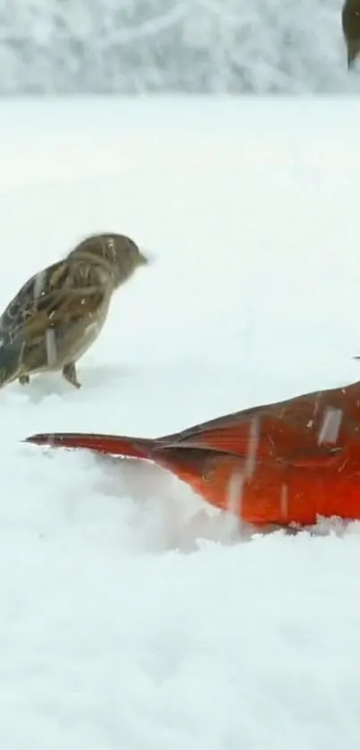 Two vibrant birds stand out against a snowy background.