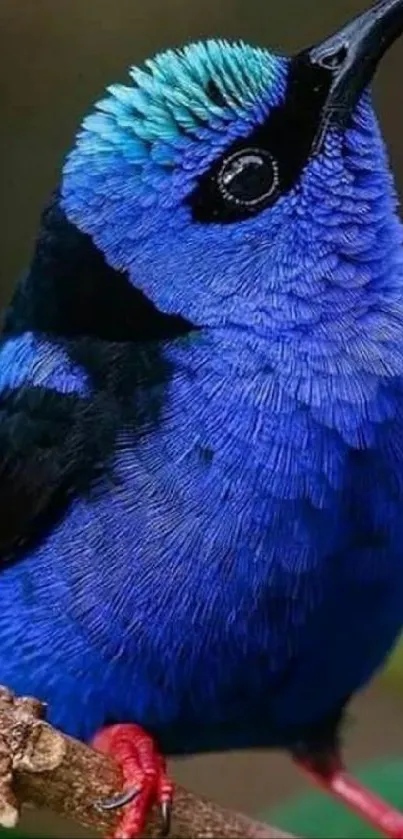 Vivid blue bird perched on branch smartphone wallpaper.