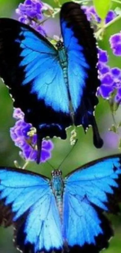 Two vivid blue butterflies against a lush floral background.