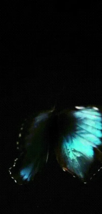 Vivid blue butterfly on dark background mobile wallpaper.