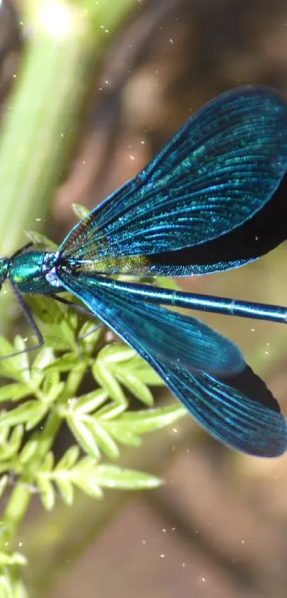 Vivid blue dragonfly resting on green branches in nature.