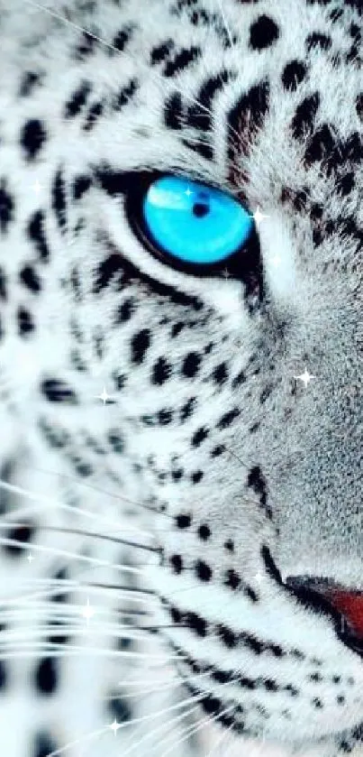 Blue-eyed leopard close-up with striking detail.