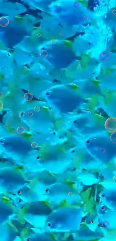 Bright blue fish swim in an underwater scene with colorful bubbles.