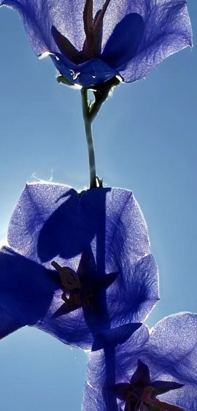 Vivid blue flowers against a bright sky.