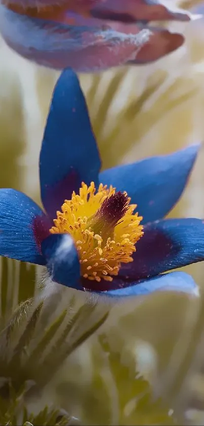 Vivid blue flower with sunlight in the background.