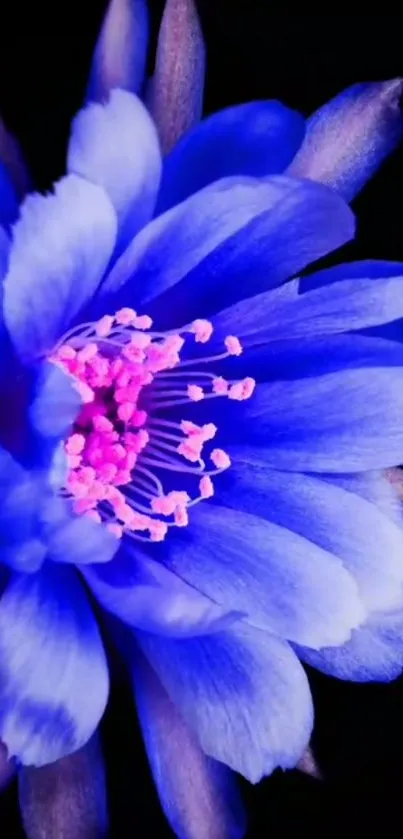 Close-up of a vivid blue flower on a black background.