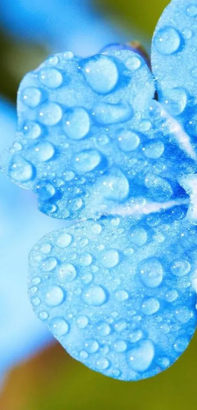 Close-up of a vivid blue flower with dew drops on petals.