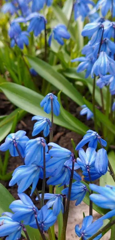 Vivid blue flowers with green leaves in a serene nature wallpaper.