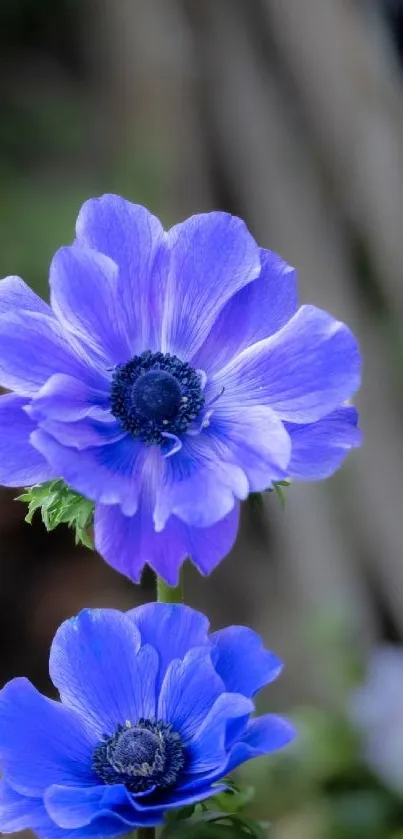 Two vibrant blue anemone flowers in bloom, perfect for phone wallpaper.