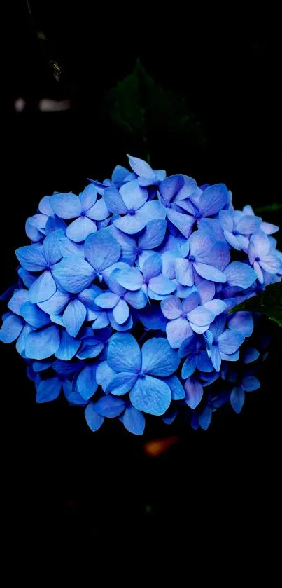 Close-up of vibrant blue hydrangeas with green leaves on a mobile wallpaper.