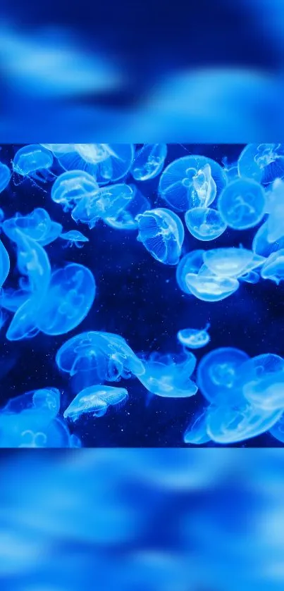 Vibrant blue jellyfish swimming gracefully underwater.