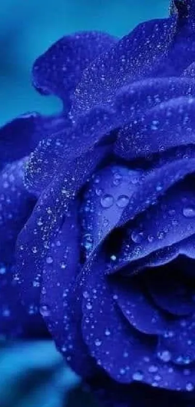 Deep blue rose with glistening water droplets on petals as wallpaper background.